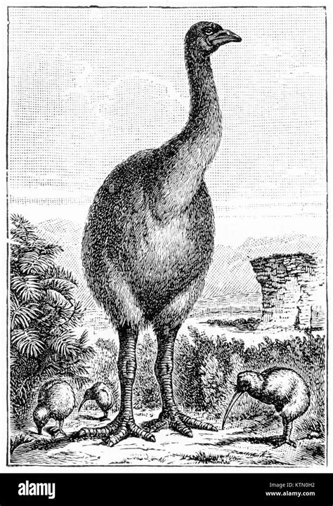 extinct flightless bird  res stock photography  images alamy