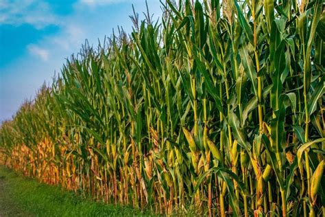 Como Plantar Milho Cuidados Para Garantir A Colheita