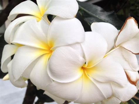 Plumeria Pixabay