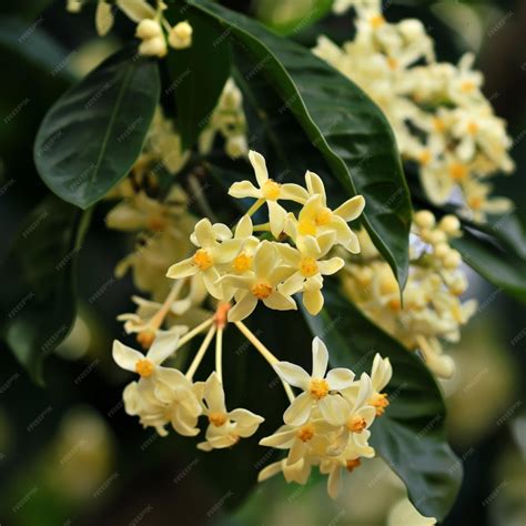 flowers  osmanthus fragrans blooming  garden premium ai generated