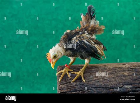 Frizzle De Poulet Serama