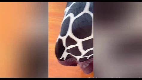 Mujeres Arabes Anal Culo Duele Search Xnxx