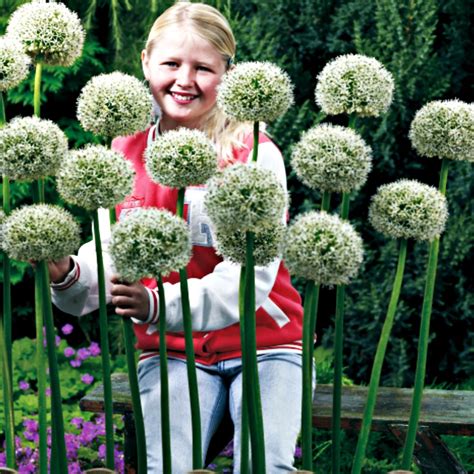 Allium Czosnek Ozdobny White Giant 1 Szt Cebulki Inna Marka Sklep