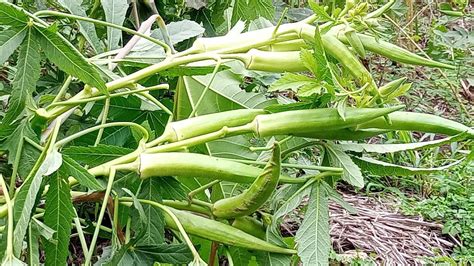 um estouro de quiabo como e feito adubação da horta do jeito correto o