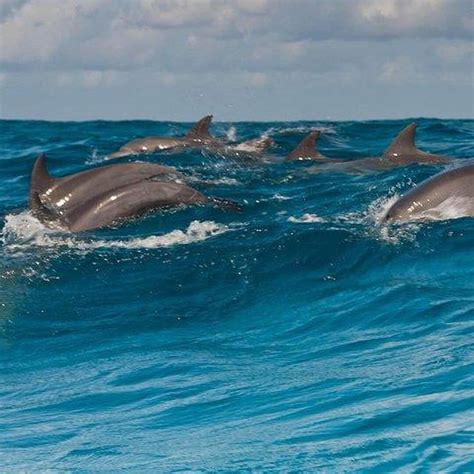 Private Dolphin Tour And Snorkeling At Mnemba Island Reef Dolphin