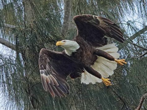 Bald Eagle Female In Flight Focusing On Wildlife