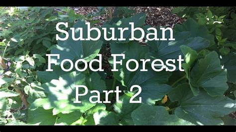 Suburban Food Forest July 6th Part 2 Happily Natural
