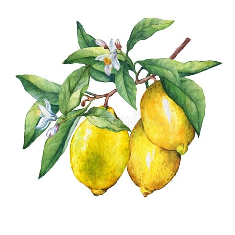 Lemon Branch With Fruit And Leaves Watercolor Hand Drawn Illustration