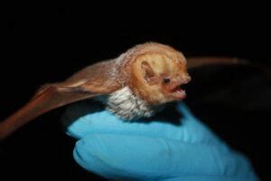 Eastern Red Bat (Lasiurus borealis) | North Carolina Bat Working Group