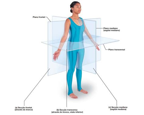Planos Sagitais Anatomia - Planos Anatomicos Do Corpo MedAprimoramento على X: "Entender Bem Os