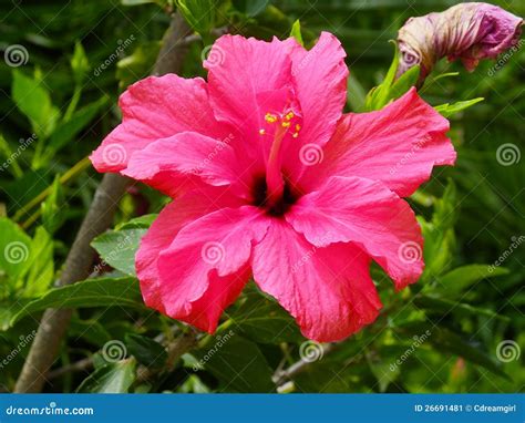 Pink Hibiscus Flower Stock Image Image Of Flowers South 26691481