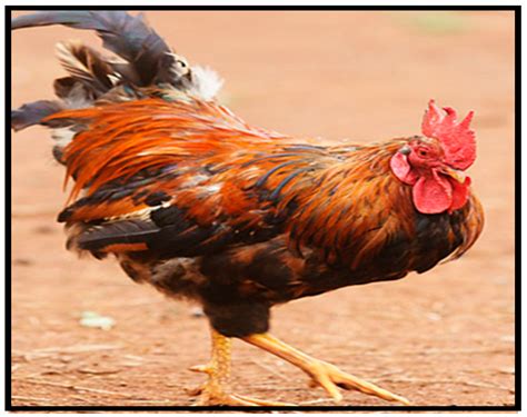 Animals Free Full Text Local Chicken Breeds Of Africa Their