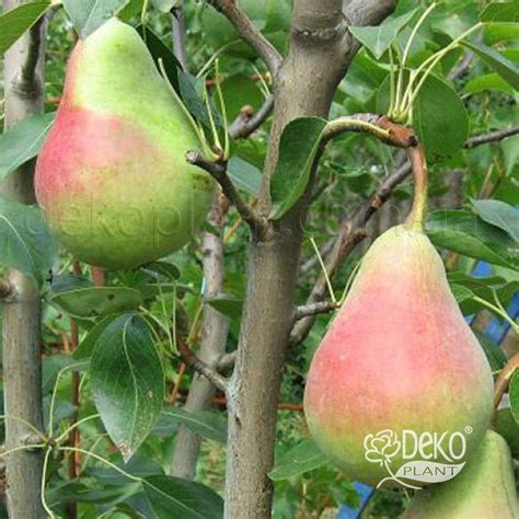Груша Осень Буковины - Груша - Саженцы роз, ягодных, фруктовых и ...