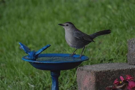 17 Mejores Bebederos Para Pajaros Con Botellas Mes 2023