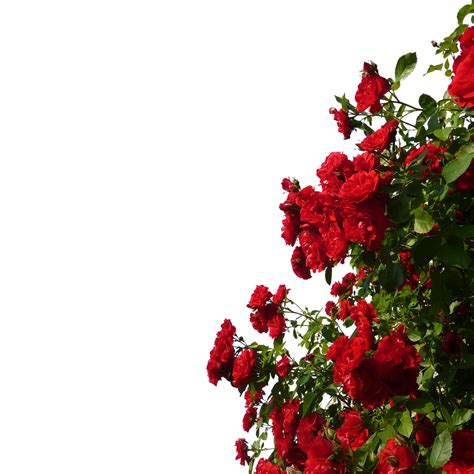 Rose Red Flower - GARDEN png download - 1280*1280 - Free Transparent ...