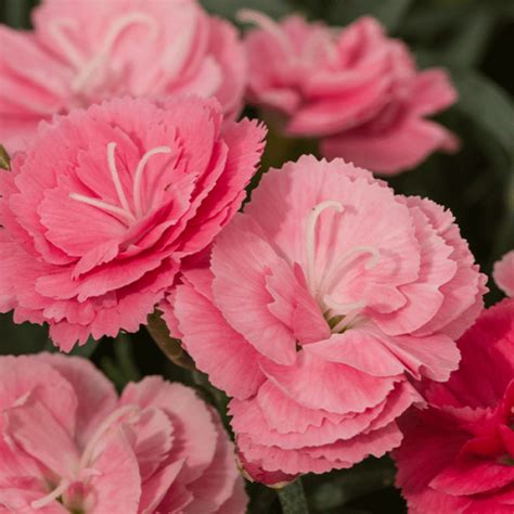 Constant Cadence Salmon Dianthus Gertens Garden Center