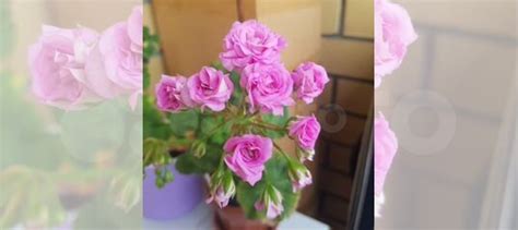 Пеларгония сортовая юв мерлезон 2 купить в Пушкино | Товары для дома и ...