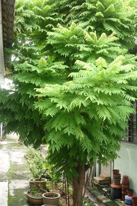 My Little Potted Garden: My Belimbing Tree