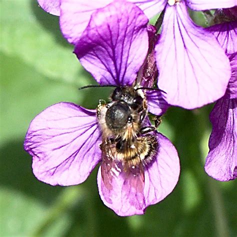 Veränderliche Hummel an Silberblatt Veränderliche Hummel Flickr