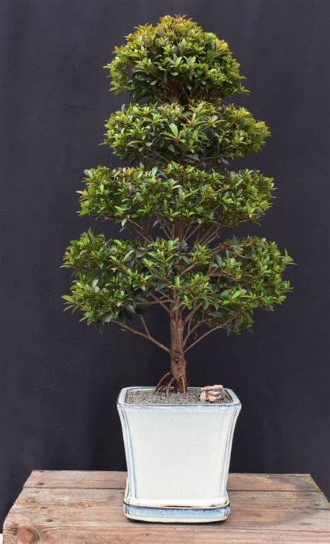 Trained Flowering Brush Cherry Bonsai Tree Eugenia Myrtifolia