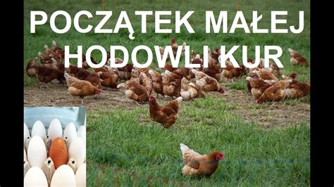 Odcinek 1107 Przydomowa Hodowla Kur Youtube