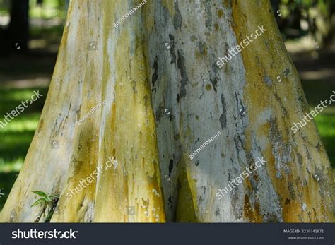 Libidibia Ferrea Formerly Caesalpinia Ferrea Commonly Stock Photo