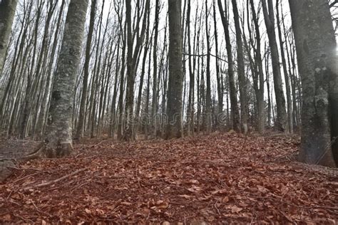 Beautiful Shot Of Naked Trees In A Forest With Red Leaves On The Ground