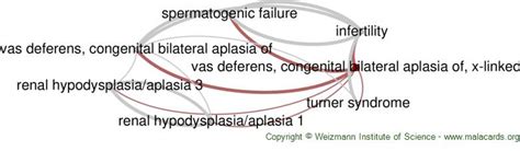 Vas Deferens Congenital Bilateral Aplasia Of X Linked Disease Malacards Research Articles