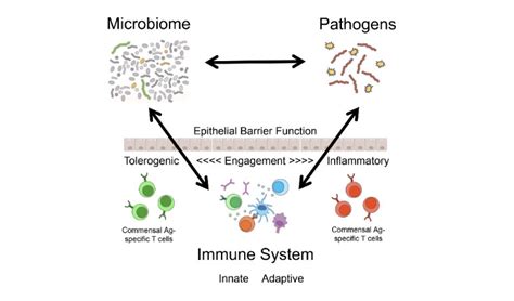 Human Commensal Bacteria-Specific T-cells | MIT Center for Microbiome ...