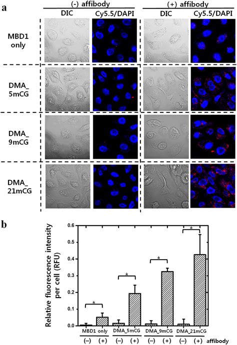 Cellular Uptake Of Cy Labeled Dmas Aff And Aff And Mbd Aff