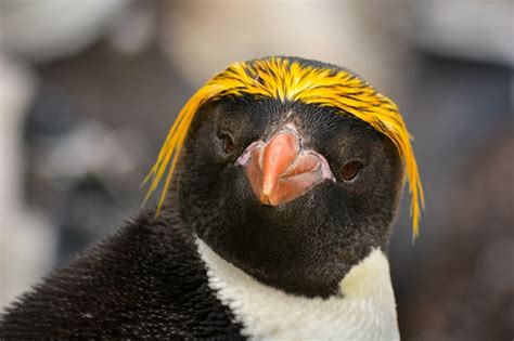 Premium Photo | Macaroni penguin portrait in antarctica