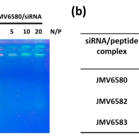 Studies Of Stapled Peptides Complexation With Sirna A Gel