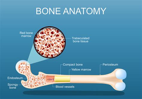 bone anatomy structure   femur stock illustration  image  bone femur anatomy