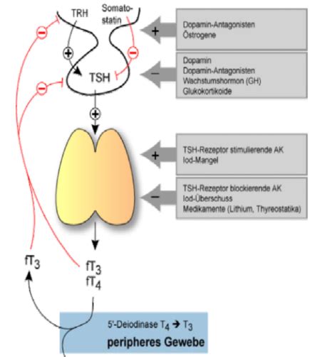 Endokrinologie Karteikarten Quizlet