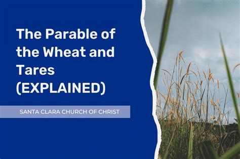 The Parable Of The Wheat And The Tares Explained Santa Clara Church