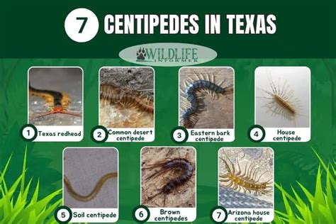7 Species Of Centipedes Found In Texas Wildlife Informer