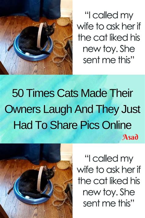 50 Times Cats Made Their Owners Laugh And They Just Had To Share Pics