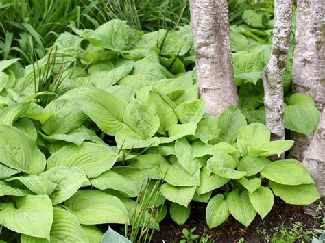 Guacamole Hosta - Jeffries Nurseries