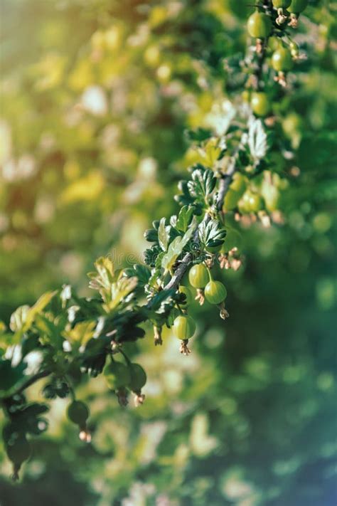 Green Juicy Berries On A Spiky Bush Of Gooseberry In A Spring Garden