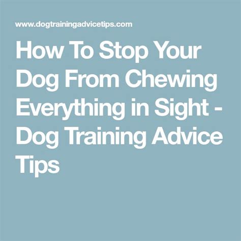 How To Stop Your Dog From Chewing Everything In Sight Dog Training