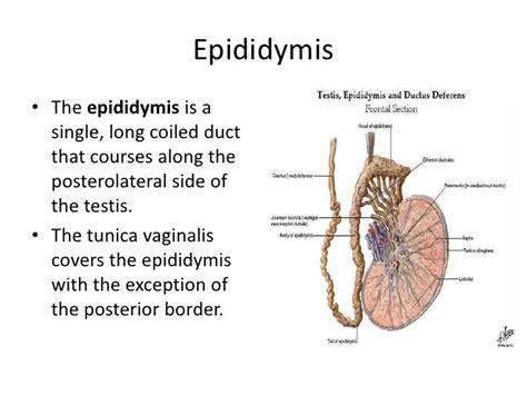 Male reproductive system