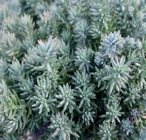 Многолетники - саженцы в питомнике растений «Медвежья поляна»