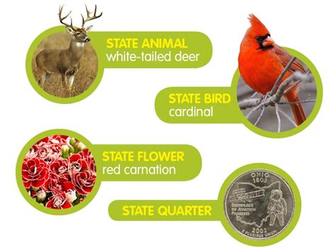 Fast Facts Ohio The Buckeye State Ohio Facts: State Symbols