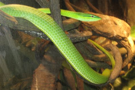 Green Vine Snake Oxybelis Fulgidus Snakes And Lizards