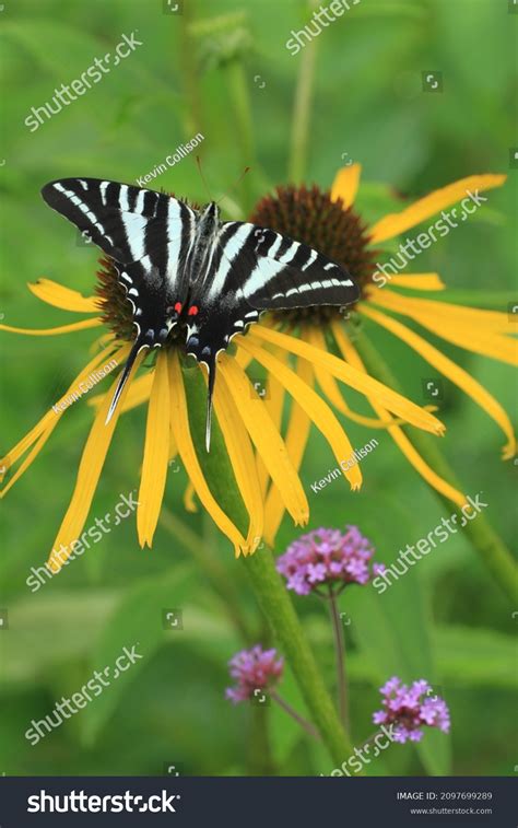 Zebra Swallowtail Butterfly Protographium Marcellus On Stock Photo