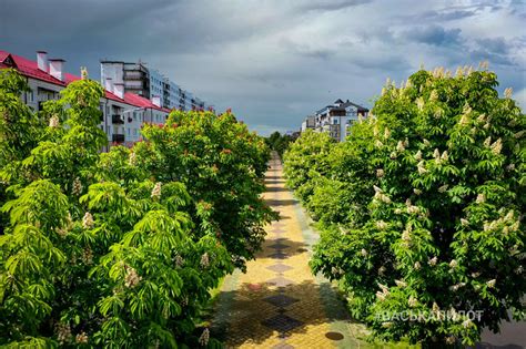 Зеленый майский Брест после дождя. Яркие фото!