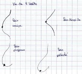 Anatomie Du Glande Mammaire Et Sein M Decine Cours