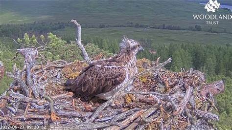 Patience Pays Off Dorcha The Loch Arkaig Osprey Finally Manages To