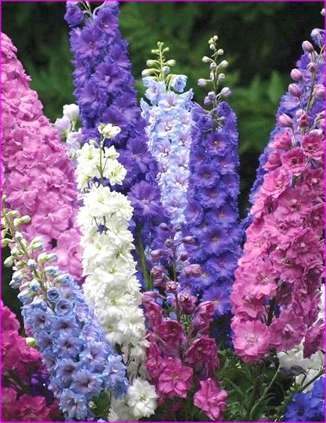 50 Seeds Mix Larkspur Imperial Flower Seeds Rocket | Etsy