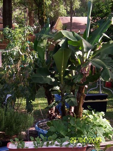 Growing Bananas In A Square Foot Hydroponic System Flickr